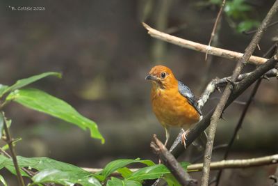 Damalijster - Orange-headed thrush