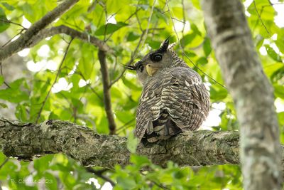 Bosoehoe - Spot-bellied eagle owl