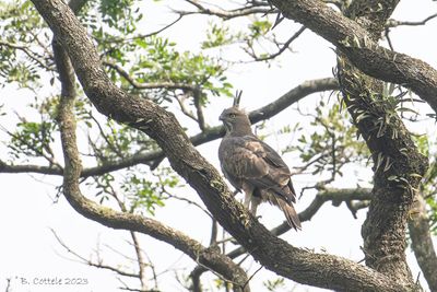 Indische Kuifarend - Changeable hawk-eagle - Nisaetus cirrhatus