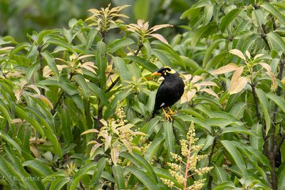 Indiase beo - Souther hill myna