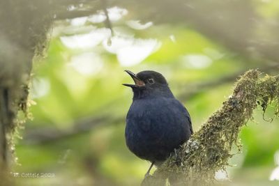 Ceylonfluitlijster - Sri Lanka whistling thrush