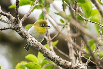 Ceylonese brilvogel - Sri lanka white-eye - Zosterops ceylonensis