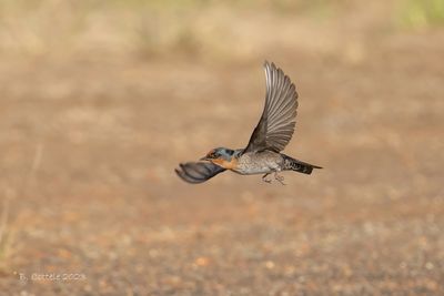 Hutzwaluw - Hill swallow