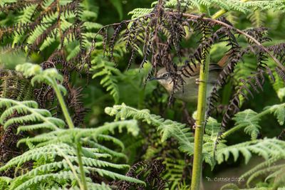 Ceylonese struikzanger - Sri Lanka bush warbler