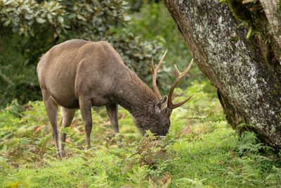 Sambar - Sambar deer - Rusa unicolor