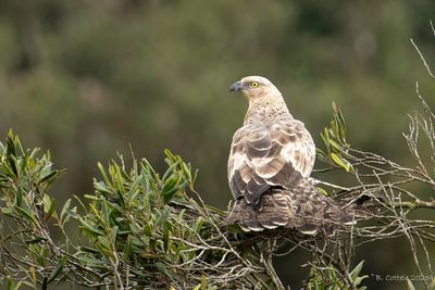 Aziatische wespendief - Crested honey buzzard - Pernis ptilorhynchus