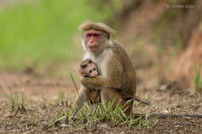 Ceylonkroonaap - Tocque macaque - Macaca sinica