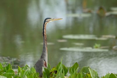 Purperreiger - Purple Heron