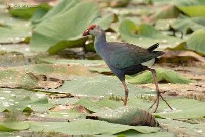 Grijskoppurperkoet - Gray-headed swamphen