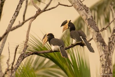 Malabarneushoornvogel - Malabar Pied Hornbill
