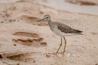 Bosruiter - Wood sandpiper - Tringa glareola