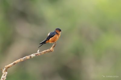 Ceylonzwaluw - Sri Lanka swallow