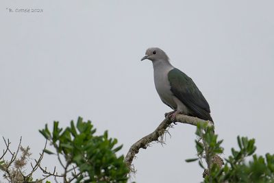 Groene Muskaatduif - Green Imperial Pigeon