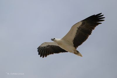 Witbuikzeearend - White-bellied sea eagle - Icthyophaga leucogaster
