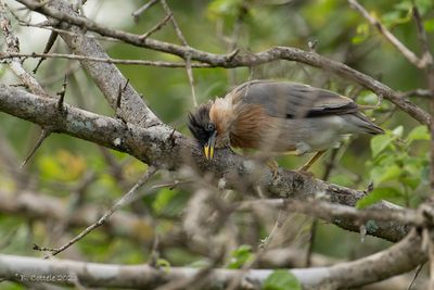 Pagodespreeuw - Brahminy starling