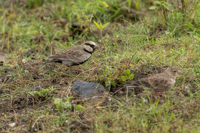 Grijskruinvinkleeuwerik - Ashy-crowned sparrow-lark