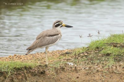 Grote Griel - Great Thick-knee 
