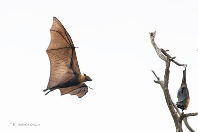 Indische reuzenkalong - Indian flying fox - Pteropus giganteus