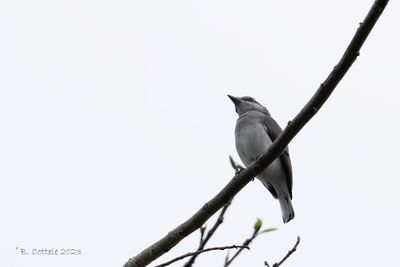 Ceylonrupsklauwier - Sri lanka woodshrike