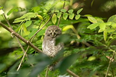 Jungledwerguil - Jungle owlet - Glaucidium radiatum