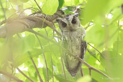 Indische dwergooruil - Indian scops owl - Indian scops owl