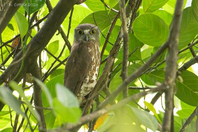 Zuid-Aziatische boeboekuil - Brown boobook - Ninox scutulata