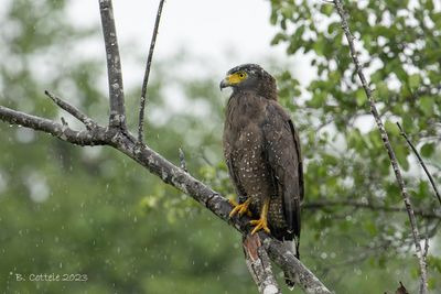 Indische slangenarend - Crested serpent eagle - Spilornis cheela