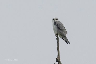 Grijze wouw - Black-winged kite - Elanus caeruleus