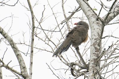 Indische Malkoha - Sirkeer Malkoha 