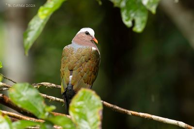 Smaragdduif - Emerald dove - Chalcophaps indica