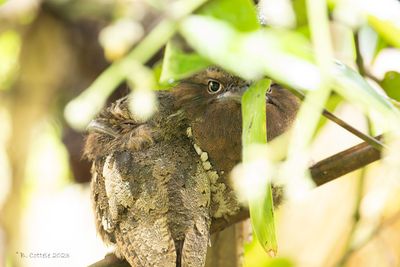 Ceylonkikkerbek - Sri Lanka frogmouth - Batrachostomus moniliger