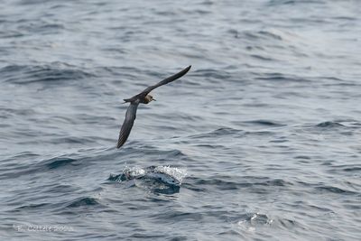 Noddy - Brown noddy - Anous stolidus