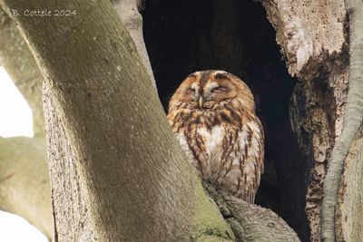 Bosuil - Tawny owl - Strix aluco