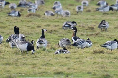 Roodhalsgans - Red-breasted goose