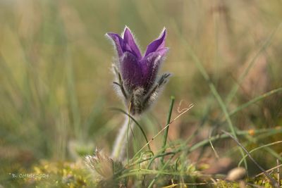 Wildemanskruid - Pasqueflower - Pulsatilla vulgaris