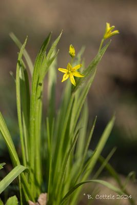 Bosgeelster - Yellow star-of-Bethlehem - Gagea lutea