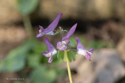 Vingerhelmbloem - Fumewort - Corydalis solida