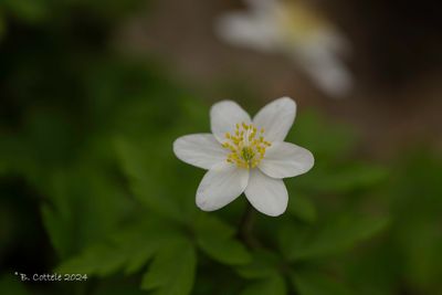 Bosanemoon - Wood anemone - Anemone nemorosa