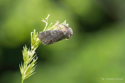 Dromedaris - Iron prominent - Nototdonta dromedarius