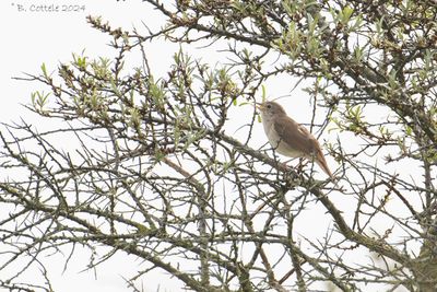 Nachtegaal - Common nightingale