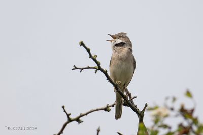 Grasmus - Common Whitethroat 