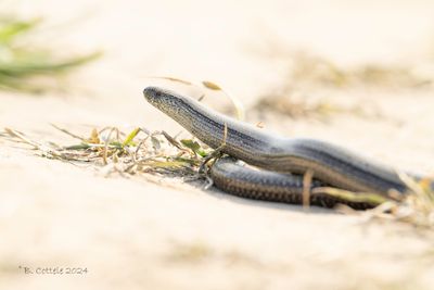 Hazelworm - Slow worm - Anguis fragliis