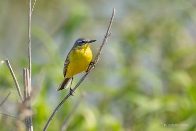 Gele Kwikstaart - Blue-headed Wagtail