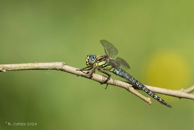 Glassnijder - Hairy dragonfly - Brachytron pratense