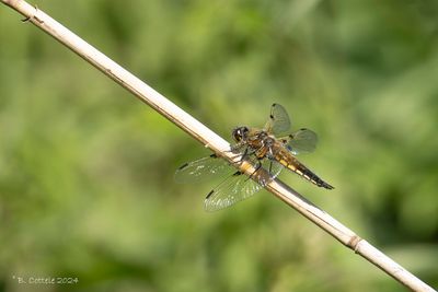 Viervlek - Four-spotted chaser - Libellula quadrimaculata