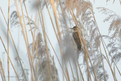 Grote karekiet - Great reed warbler - Acrocephalus arundinaceus