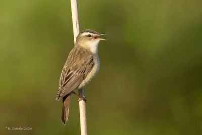 Rietzanger - Sedge warbler - Acrocephalus schoenobaenus
