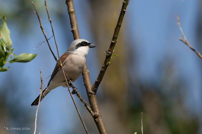 Grauwe klauwier - Red-backed shrike - Lanius collurio
