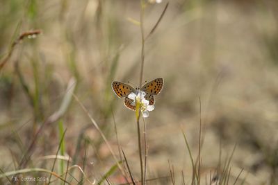 Bruine vuurvlinder - Sooty copper - Lycaena tityrus