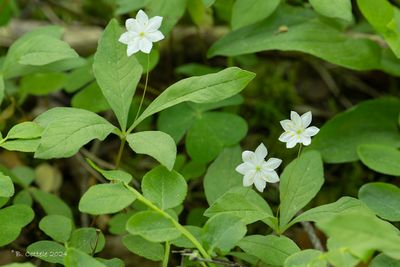 Zevenster - Chickweed-wintergreen - Trientalis europaea